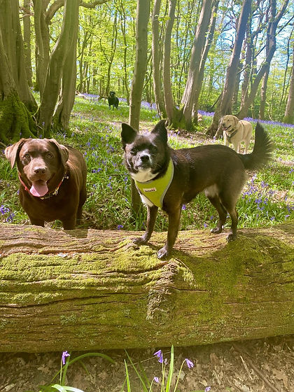 Woods view sunny day.jpg