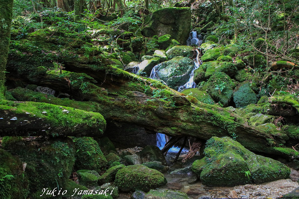 屋久島　白谷雲水峡
