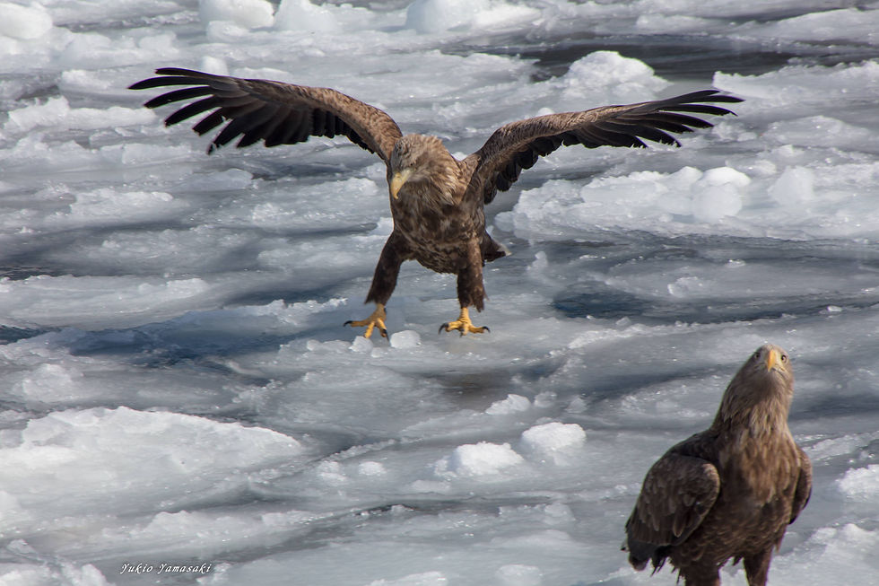 流氷上のオオワシとオジロワシ