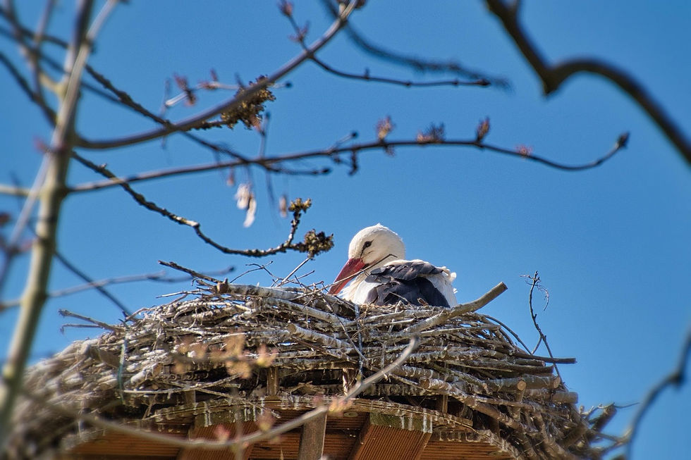 Jungstorch im Nest