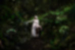 BOSQUE MAGICO 01.jpg