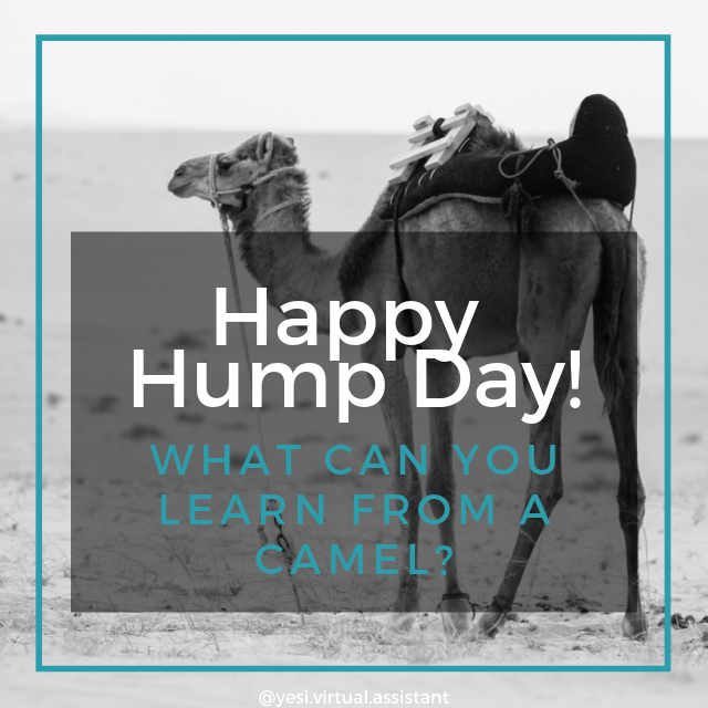 Happy Hump Day