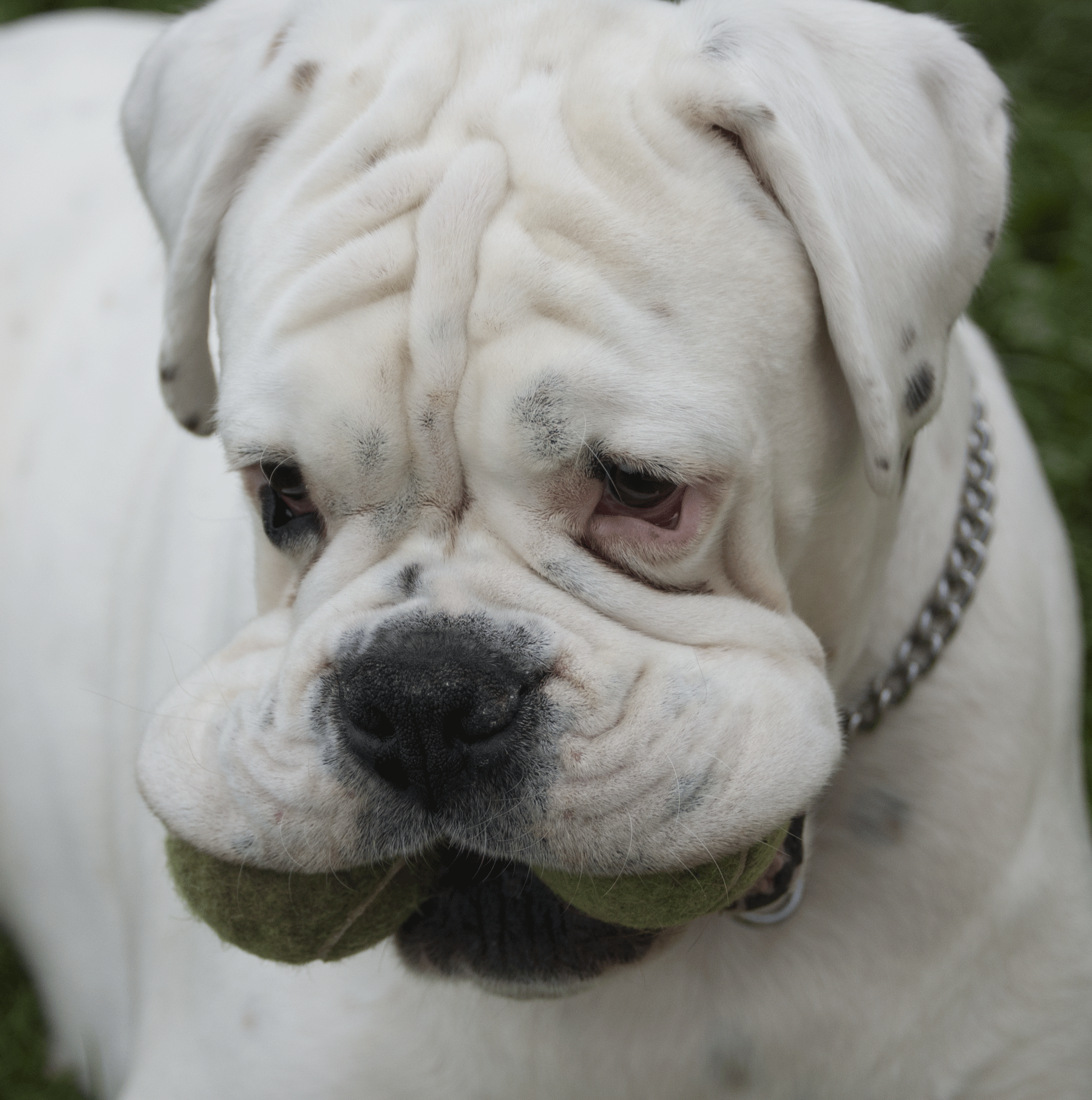 Dog