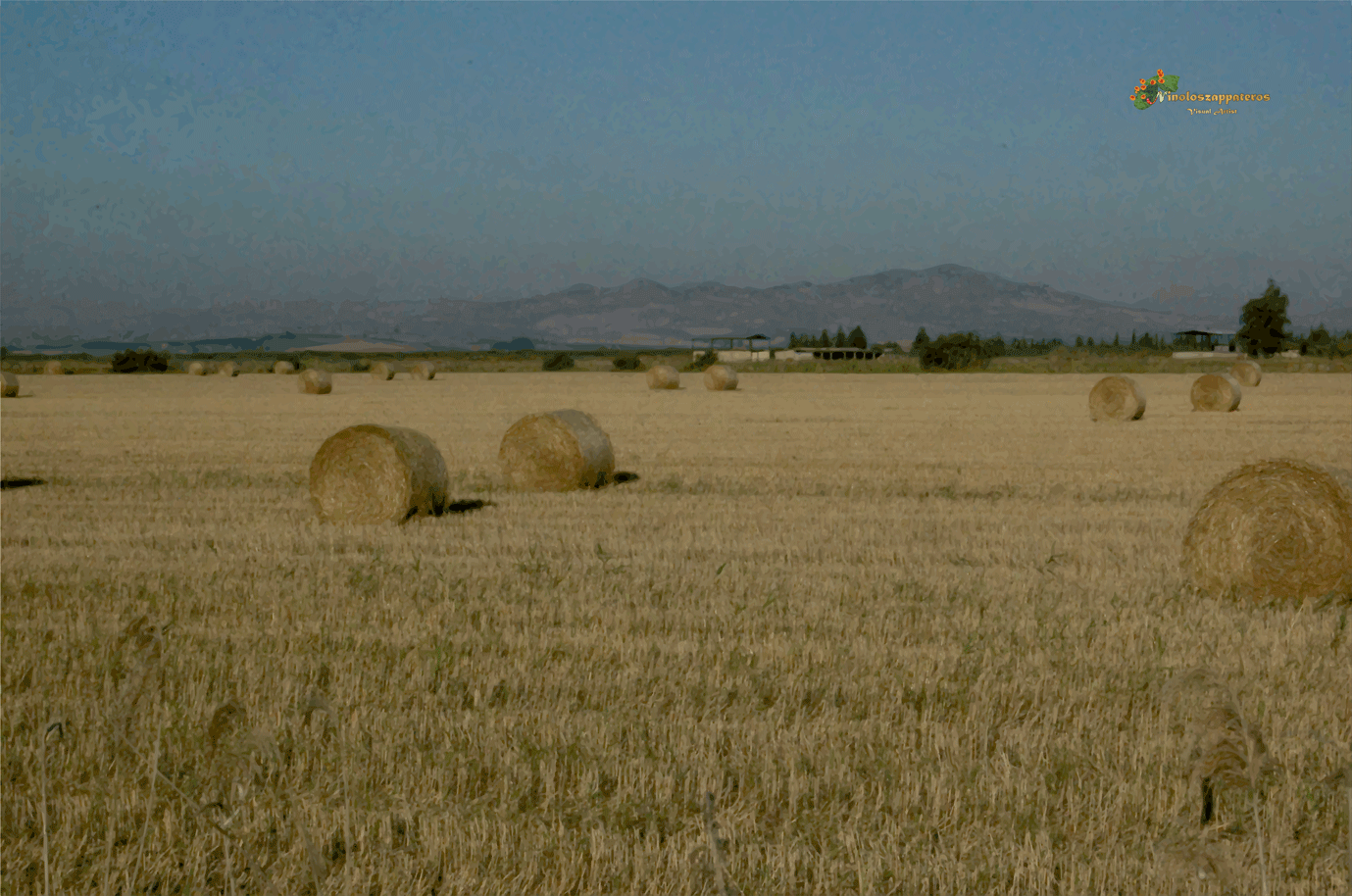 Campo di grano