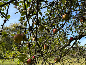 Apfelernte und Herbstmarktstand