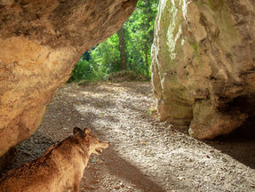 Ein Wolf steht zwischen zwei Felswänden einer Höhle und vor einem Höhleneingang, in dem sonniges Tageslicht und das Grün von Bäumen und Sträuchern zu erkennen ist. Der Wolf wird von diesem Licht und von Licht aus der Höhle angestrahlt.