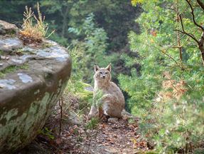 Ein Luchs hockt auf einem Felsvorsprung neben einem großen Stein oder Felsenteil. Im Hintergrund ist Grün, Tageslicht erkennbar, wachsen Kiefern und Fichten.