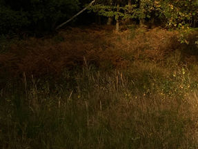 Eine wilde Wiese und im Hintergrund Fichten und Laubbäume in warmem Licht