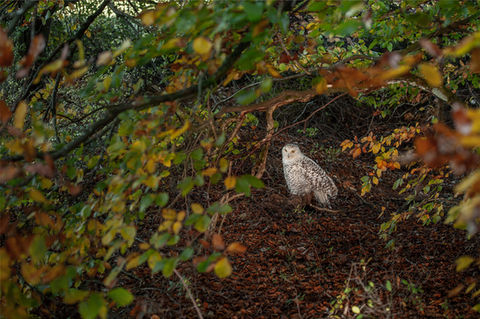 Eine Schnee-Eule wird von Licht angestrahlt und hockt auf einem belaubten Waldboden inmitten einer Öffnung von Zweigen, deren Blätter bunt gefärbt vom Herbst sind.