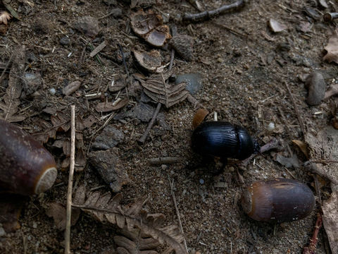 Nahaufnahme eines Waldbodens auf dem zwei Eicheln liegen und auf dem ein schwarzer Käfer läuft. Eicheln und Käfer haben ungefähr dasselbe Erscheinunsbild