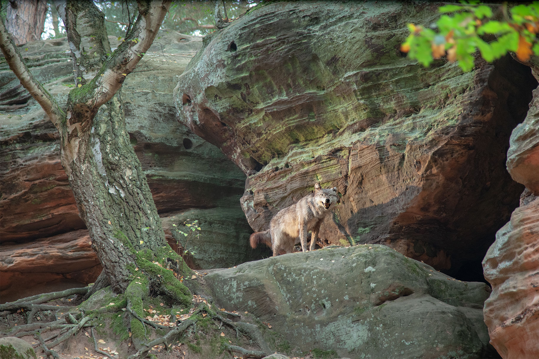 Ein Wolf wird von Licht angestrahlt und steht in einer Felsenlandschaft neben einem Baum