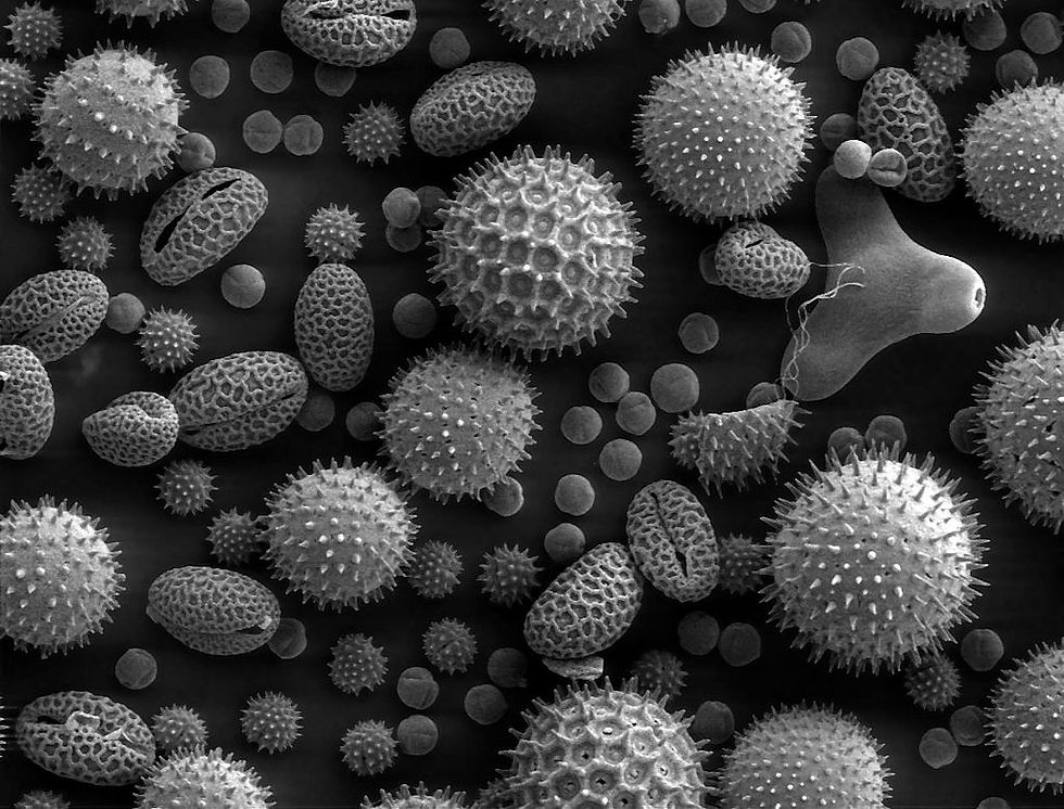 nano1pylki