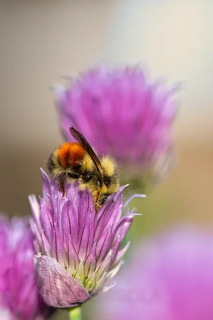 Buzz Among the Chives