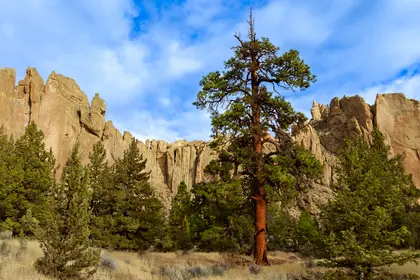 Tree Smith Rock