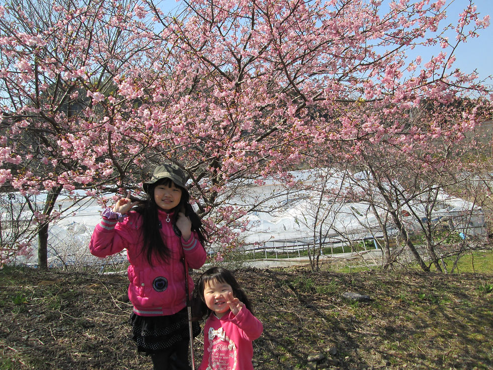 フルーツ村 河津桜