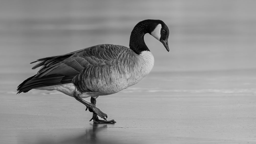 B&W image of a Canada Goose Walking on Frozen Lake