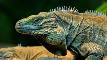 Iguana