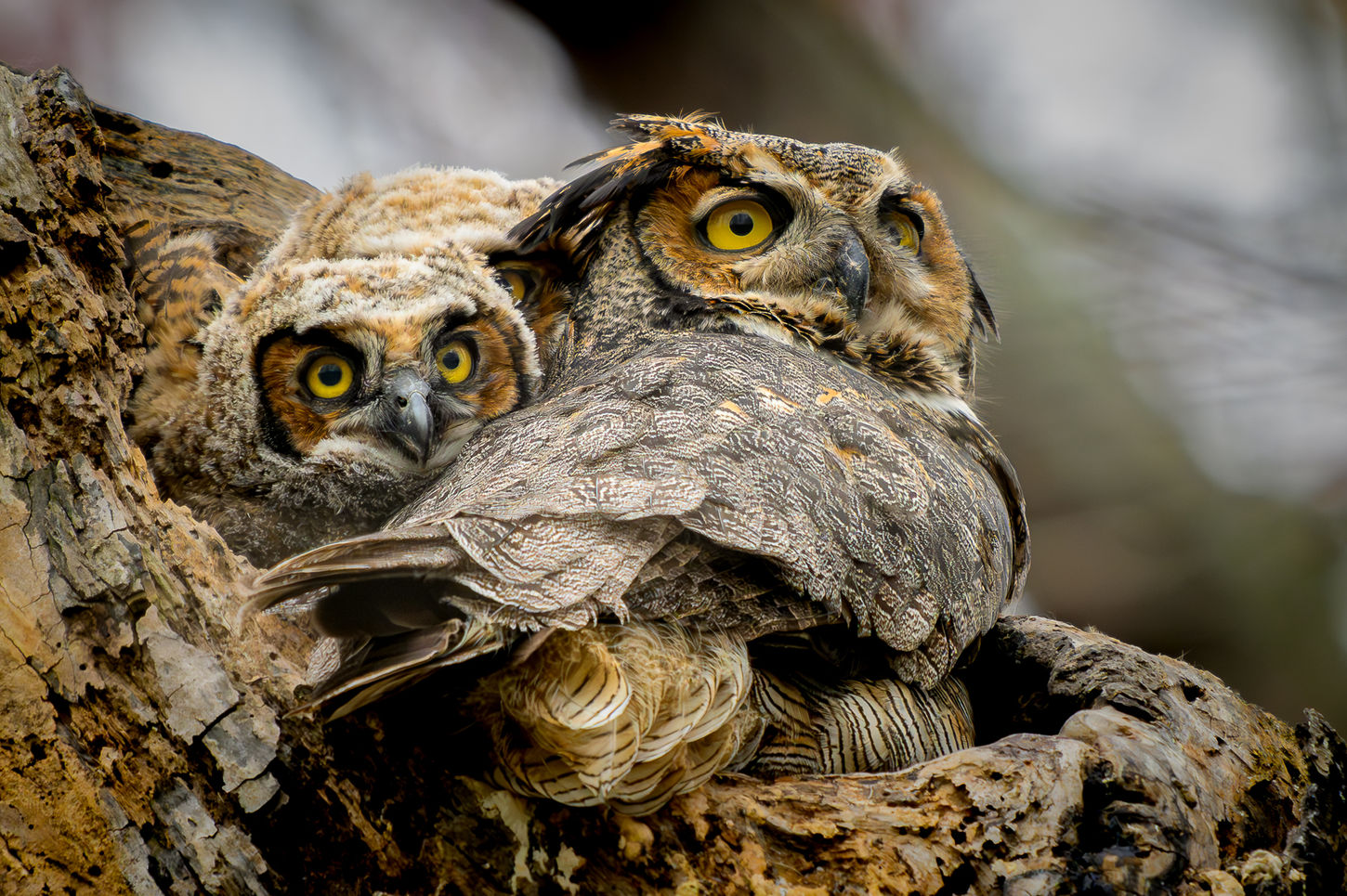 A great-horned owl and her 2 chicks.