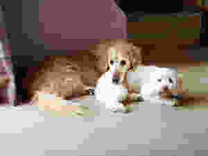 Our beautiful dogs are always here to perk us up!