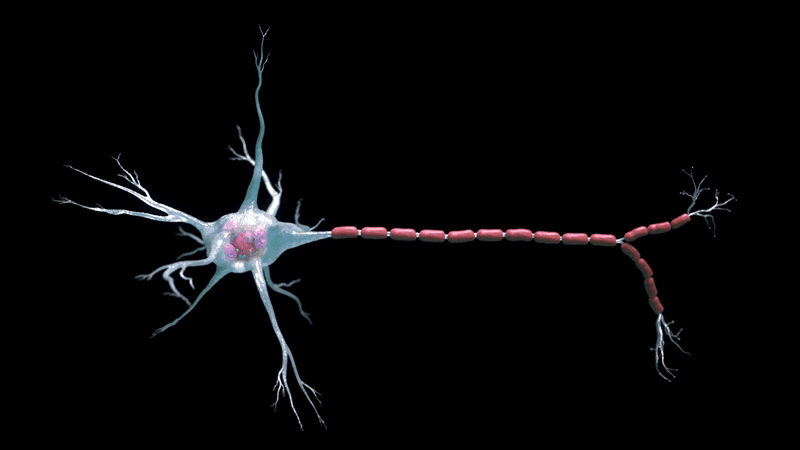 Neuron_webAsset_V02.gif