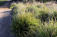 Lomandra longifolia.jpg