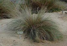 Poa poiformis.jpg