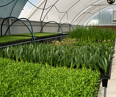 greenhouse good photo.png