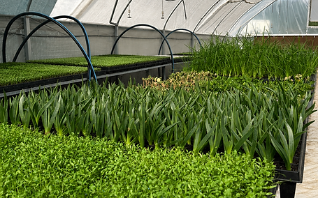 greenhouse good photo.png