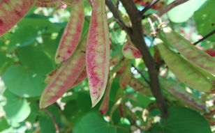 Cercis siliquastrum (olaia)