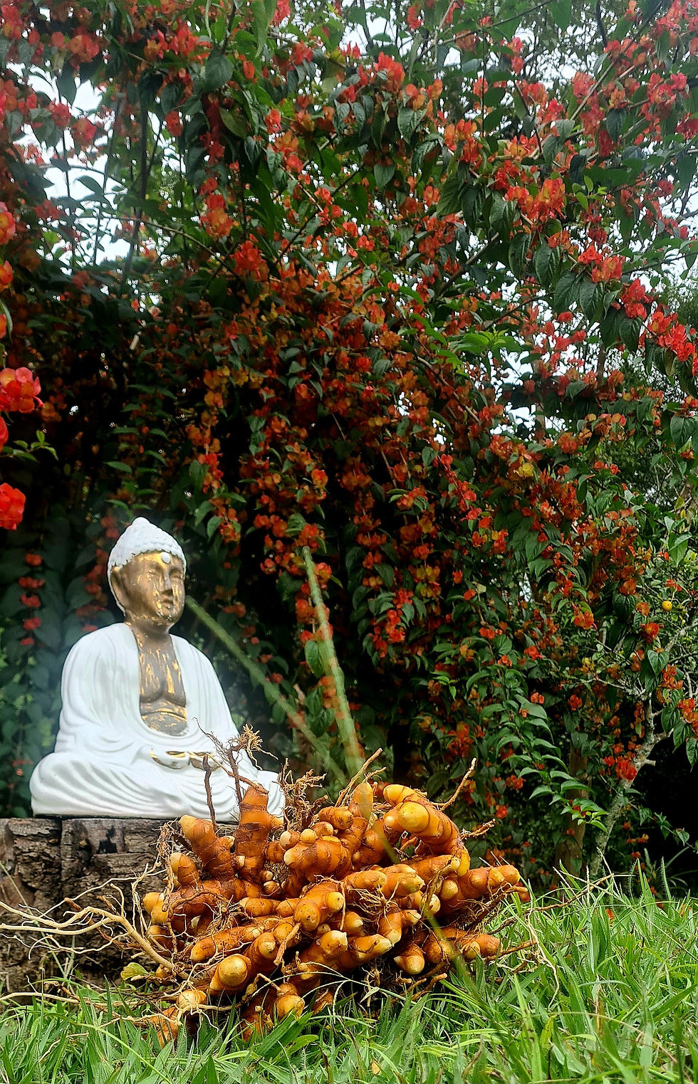 Buda e cúrcuma no jardim do Portal Paraíso