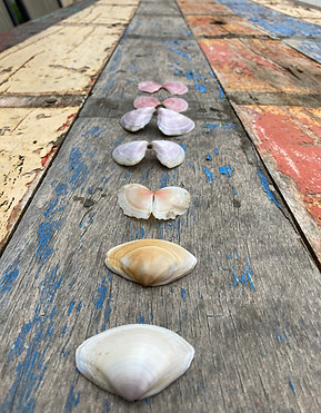 Table with Shells.jpg