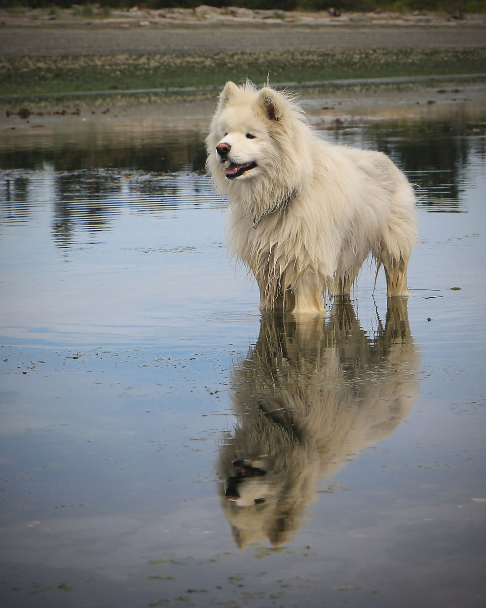 1-tikka-dorothy-hilde