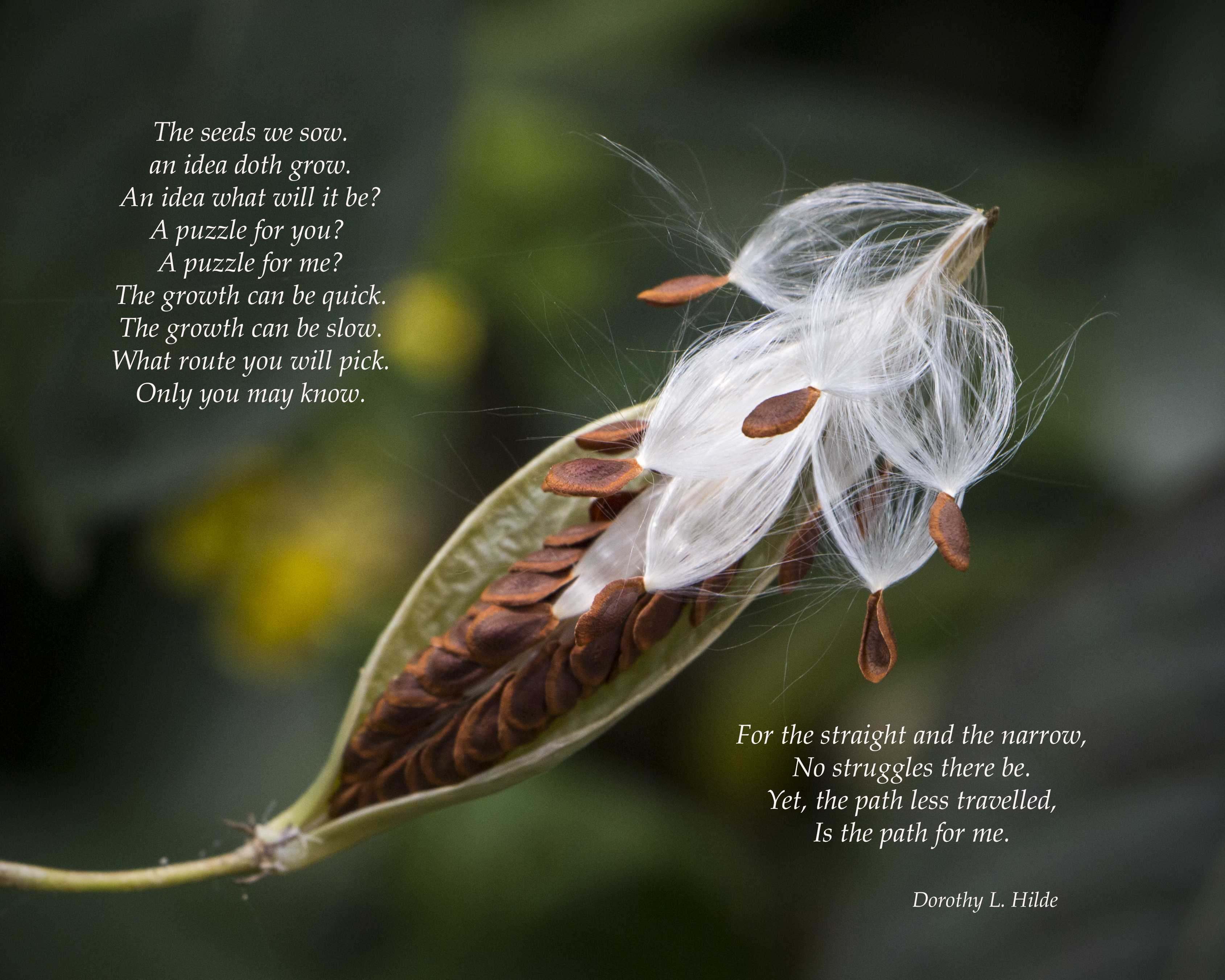 The Seed