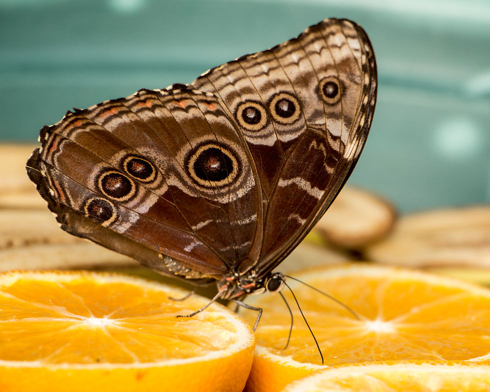 Butterfly Gardens_2169