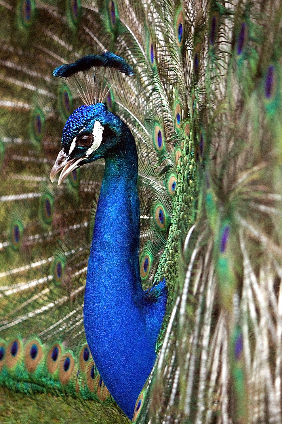 Beacon Hill Peacock