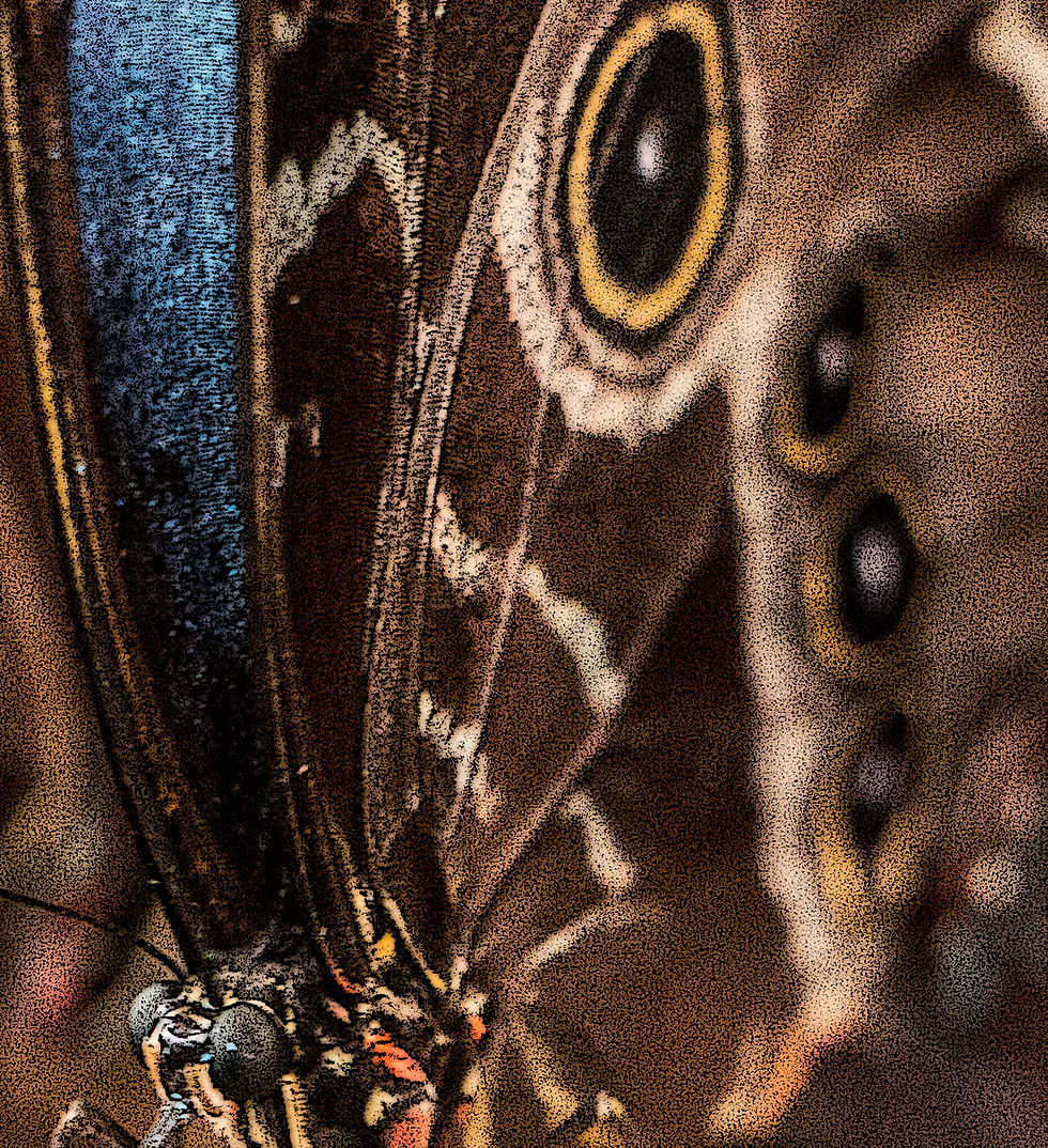 Butterfly Gardens_2417