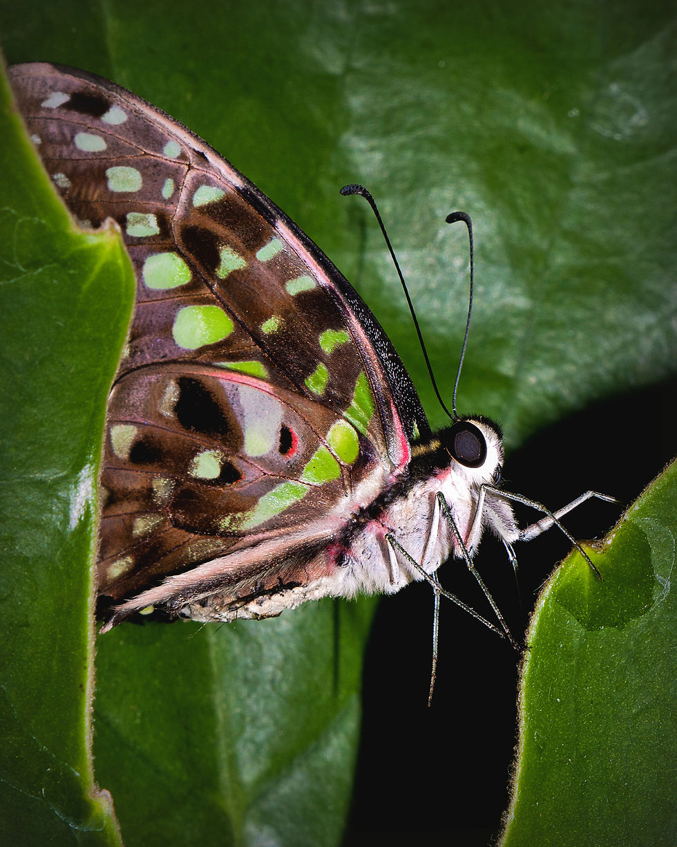 green-jay-butterfly-1-dorothy-hilde
