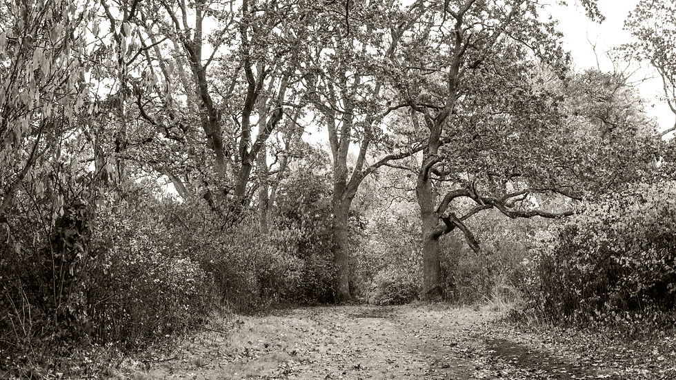 black-and-white-uplands-park-in-the-fall-dorothy-hilde