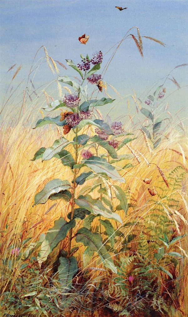 Fidelia Bridges' painting "Milkweed"