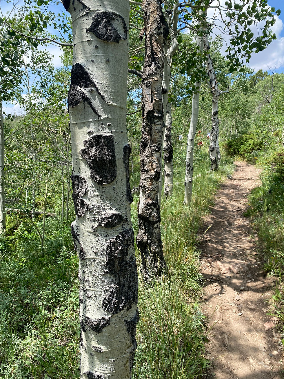 a sunny, dirt trail in the Colorado mountains; the trail is bordered on the left by a series of Aspens, which have white bark and black knots on their trunks