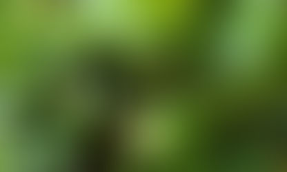 Salata cu rucola si fasole pastai