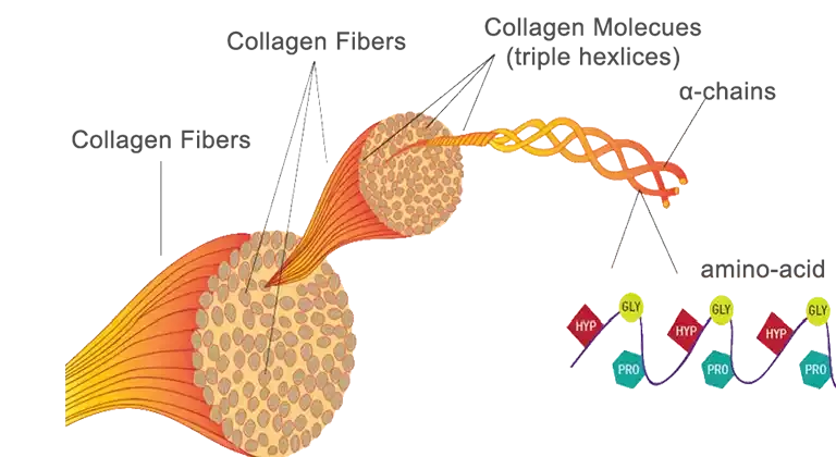 2-structure-of-collagen-molecules-01.webp