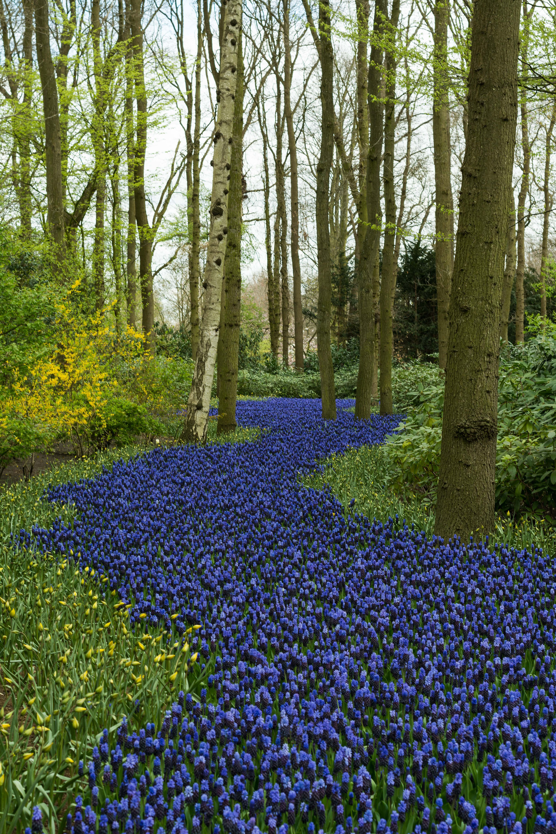 Keukenhof, Tulip Garden