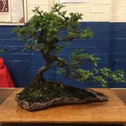 NBS July 2019 Trees 12.jpeg