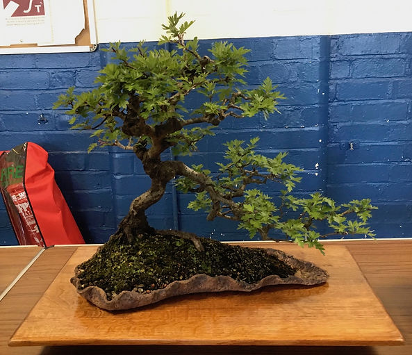 NBS Hawthorn June 2019.jpeg