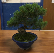 NBS July 2019 Trees 3.jpeg