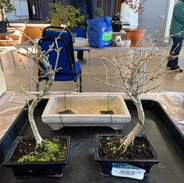 NBS Bonsai Workshop March 2022 1.jpeg