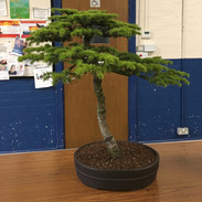 NBS July 2019 Trees 1.jpeg