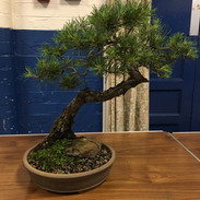 NBS July 2019 Trees 8.jpeg