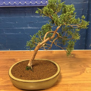 NBS July 2019 Trees 6.jpeg